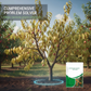 🌱 Fertilizzante a rilascio controllato per alberi da frutto | Lancio del mega aggiornamento di fine anno | Nutrizione a lento rilascio per 3 mesi, formula NPK bilanciata | Favorisce la fioritura e la resa dei frutti