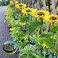 Lucine Solari a LED da Giardino a Forma di Girasole