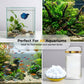 🎁⏰ Acquario Acqua Verde & Eliminatore di Muschi