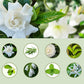 Diffusore automatico per aromaterapia